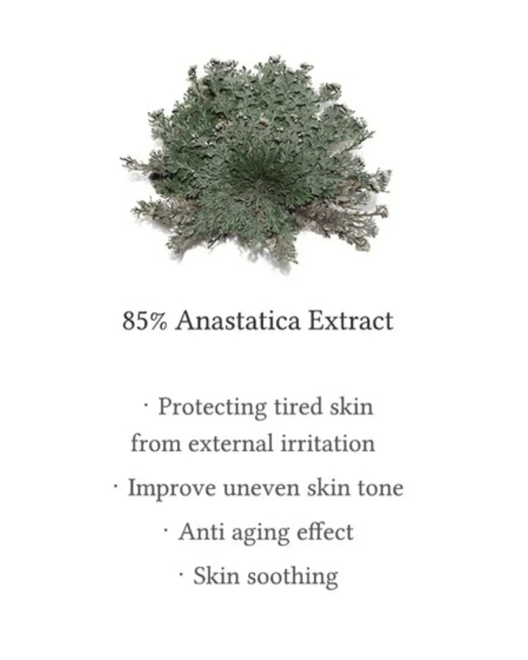 Anastatica plant image with text highlighting 85% Anastatica extract benefits for skin protection and anti-aging