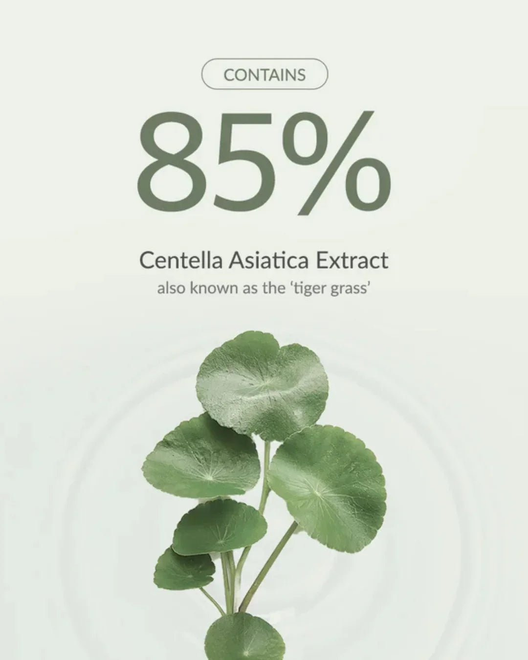85% Centella Asiatica Extract text with fresh green centella leaves on white background